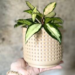 "Wood Modern Planter ""Perforated Natural" - thumbnail 3