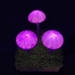 Purple Glow Mushroom Lamp Gothic Fantasy Led Night Light - thumbnail 4