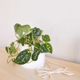 Ribbed Hanging Planter Pot 4 - thumbnail 2