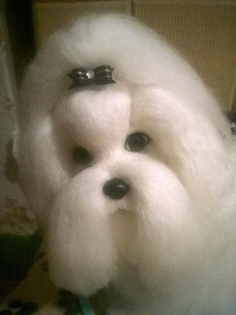 Needle Felted Custom Dog Sculpture Of Youre /Needle Felted Maltese /Dog Portrait /Custom Art/Custom Portrait - image 1