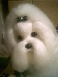 Needle Felted Custom Dog Sculpture Of Youre /Needle Felted Maltese /Dog Portrait /Custom Art/Custom Portrait - thumbnail 1