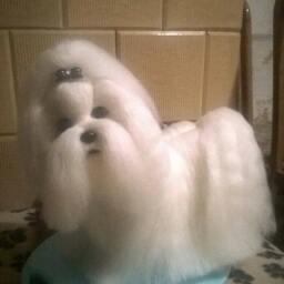 Needle Felted Custom Dog Sculpture Of Youre /Needle Felted Maltese /Dog Portrait /Custom Art/Custom Portrait - thumbnail 2