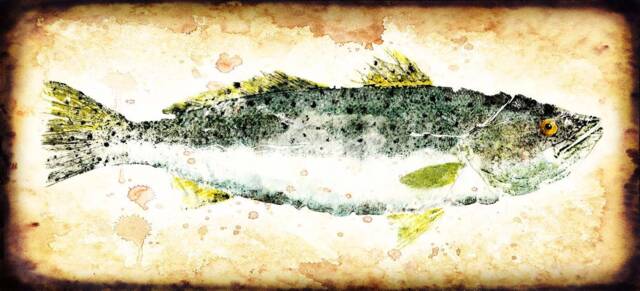 Speck Fish Rubbing 10 X 22 + Gyotaku Speckled Trout Prints Japanese Style Prints - image 1