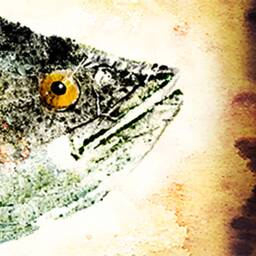 Speck Fish Rubbing 10 X 22 + Gyotaku Speckled Trout Prints Japanese Style Prints - thumbnail 2