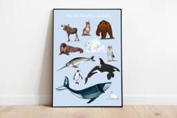 Art Print - Illustration Animals Of The Arctic & Antarctic - thumbnail 1