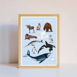 Art Print - Illustration Animals Of The Arctic & Antarctic - thumbnail 3
