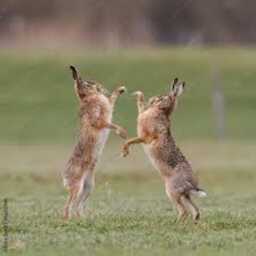 Hares - Boxing Bronze Sculpture - Medium - thumbnail 2