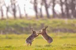 Hares - Boxing Bronze Sculpture - Medium - thumbnail 4