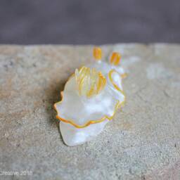 Ado The Nudibranch - Ardeadoris Sp - thumbnail 3