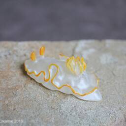 Ado The Nudibranch - Ardeadoris Sp - thumbnail 2