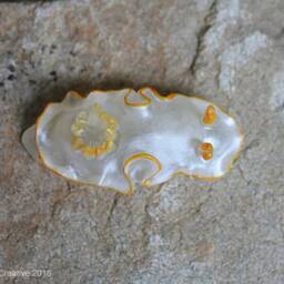 Ado The Nudibranch - Ardeadoris Sp - thumbnail 4