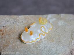 Ado The Nudibranch - Ardeadoris Sp