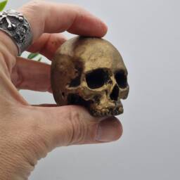 Brass Effect Solid Tiny Human Half Skull Ornament. Small Replica Plaster Of Paris Skull - thumbnail 2