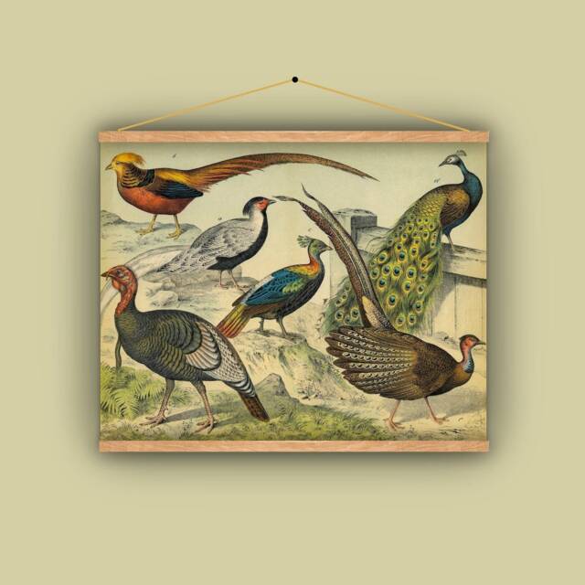 Peacock, Pheasant, Wild Turkey, Birds, Wall Hanging, Pull Down Chart, 1880S, Natural History, Nature, Vintage Image, Antique Art - image 1