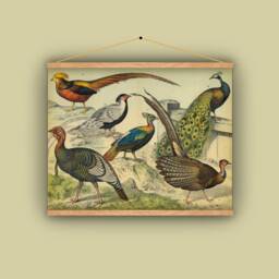 Peacock, Pheasant, Wild Turkey, Birds, Wall Hanging, Pull Down Chart, 1880S, Natural History, Nature, Vintage Image, Antique Art - thumbnail 1