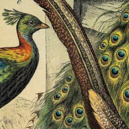 Peacock, Pheasant, Wild Turkey, Birds, Wall Hanging, Pull Down Chart, 1880S, Natural History, Nature, Vintage Image, Antique Art - thumbnail 2