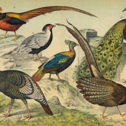 Peacock, Pheasant, Wild Turkey, Birds, Wall Hanging, Pull Down Chart, 1880S, Natural History, Nature, Vintage Image, Antique Art - thumbnail 3