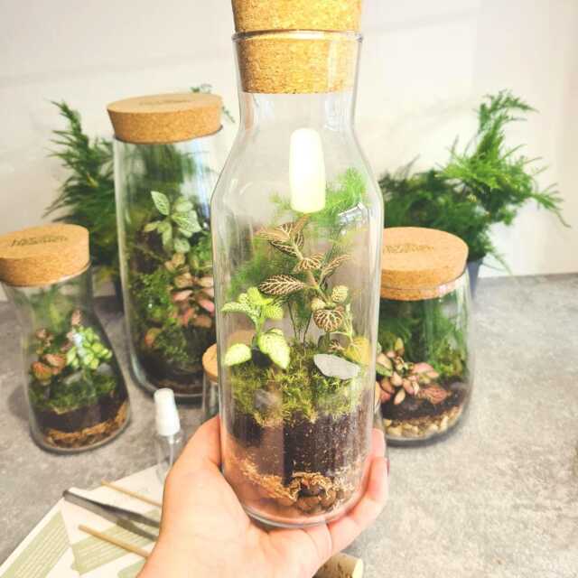 Diy Bottle Terrarium Kit With Live Plants Complete Starter Set - image 1