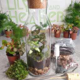 Diy Bottle Terrarium Kit With Live Plants Complete Starter Set - thumbnail 3
