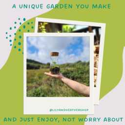 Diy Bottle Terrarium Kit With Live Plants Complete Starter Set - thumbnail 4