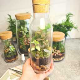 Diy Bottle Terrarium Kit With Live Plants Complete Starter Set