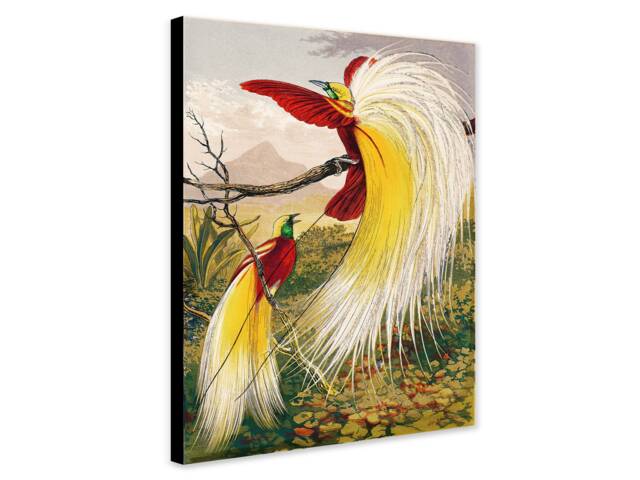 Birds Of Paradise Vintage Art Print By Benjamin Fawcett - Framed Canvas Or Poster - image 1