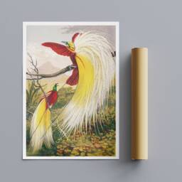 Birds Of Paradise Vintage Art Print By Benjamin Fawcett - Framed Canvas Or Poster - thumbnail 3