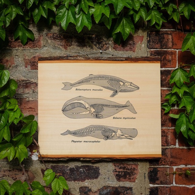 Anatomy Of The Whale -- Screenprinted Wood Slab Wall Art - image 1