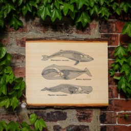Anatomy Of The Whale -- Screenprinted Wood Slab Wall Art - thumbnail 1