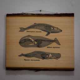 Anatomy Of The Whale -- Screenprinted Wood Slab Wall Art - thumbnail 2
