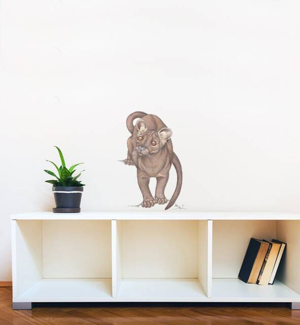 Curious Fossa Wall Sticker Decal - Kids Stickers, Animals Childrens Decals, Art, Room, Girl, Boy