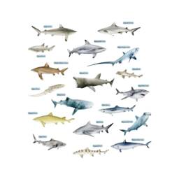 Shark Wall Stickers, Underwater Decals, Whale Stickers For Walls, Themed Room, Ocean Named Sharks - thumbnail 2