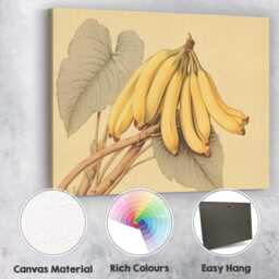 Vintage Botanical Banana Bunch Illustration Canvas Wall Art Print Decor Picture Ready To Hang - thumbnail 2