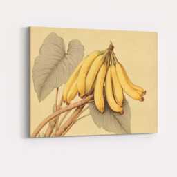 Vintage Botanical Banana Bunch Illustration Canvas Wall Art Print Decor Picture Ready To Hang - thumbnail 4
