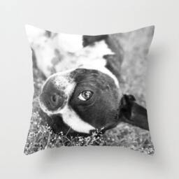 Boston Terrier Pillow - Dog Cover Case Puppy Cushion 16x16 18x18 20x20 - thumbnail 1