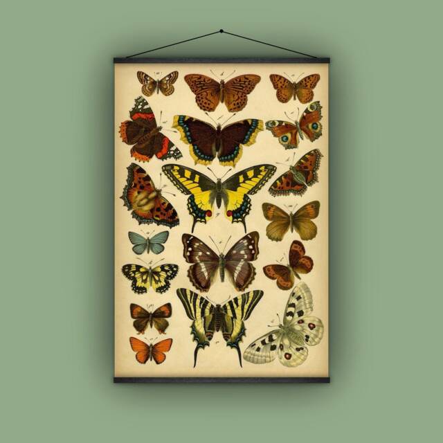 Yellow Swallowtail, Red Admiral, Mourning Cloak, Butterflies, Papillons, Wall Hanging, Pull Down Chart, Natural History, Garden, Insects - image 1