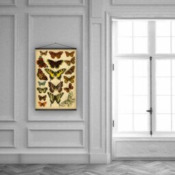 Yellow Swallowtail, Red Admiral, Mourning Cloak, Butterflies, Papillons, Wall Hanging, Pull Down Chart, Natural History, Garden, Insects - thumbnail 4
