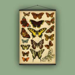 Yellow Swallowtail, Red Admiral, Mourning Cloak, Butterflies, Papillons, Wall Hanging, Pull Down Chart, Natural History, Garden, Insects - thumbnail 1