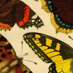 Yellow Swallowtail, Red Admiral, Mourning Cloak, Butterflies, Papillons, Wall Hanging, Pull Down Chart, Natural History, Garden, Insects - thumbnail 2