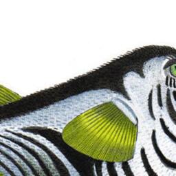 Puffer Fish Print Tropical Wall Art Coral Reef - thumbnail 2