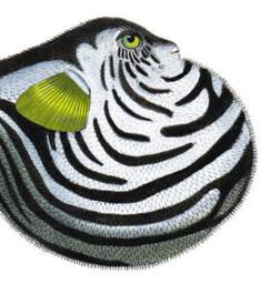 Puffer Fish Print Tropical Wall Art Coral Reef - thumbnail 3