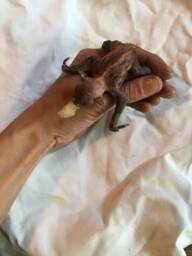 Baby Bat - thumbnail 1