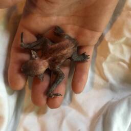Baby Bat - thumbnail 2