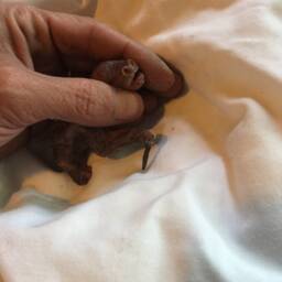 Baby Bat - thumbnail 4
