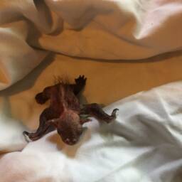 Baby Bat - thumbnail 3