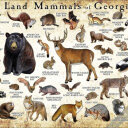 Georgia Mammals Poster Print Wildlife Field Guide, Signed Art - thumbnail 3