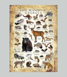 Georgia Mammals Poster Print Wildlife Field Guide, Signed Art - thumbnail 1