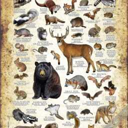 Georgia Mammals Poster Print Wildlife Field Guide, Signed Art - thumbnail 2
