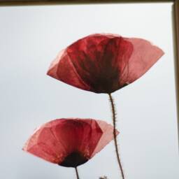 Pressed Poppy Flower - Wall Decor 10.5x12.5 - thumbnail 2