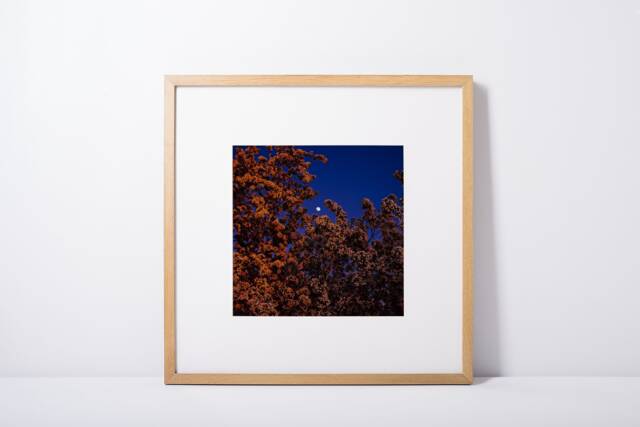 "Botanical Art, Fine Digital Download, Printable Artwork, Moon, Moon Abstract Print, Wall Decor ""Moonrise Blossom" - image 1